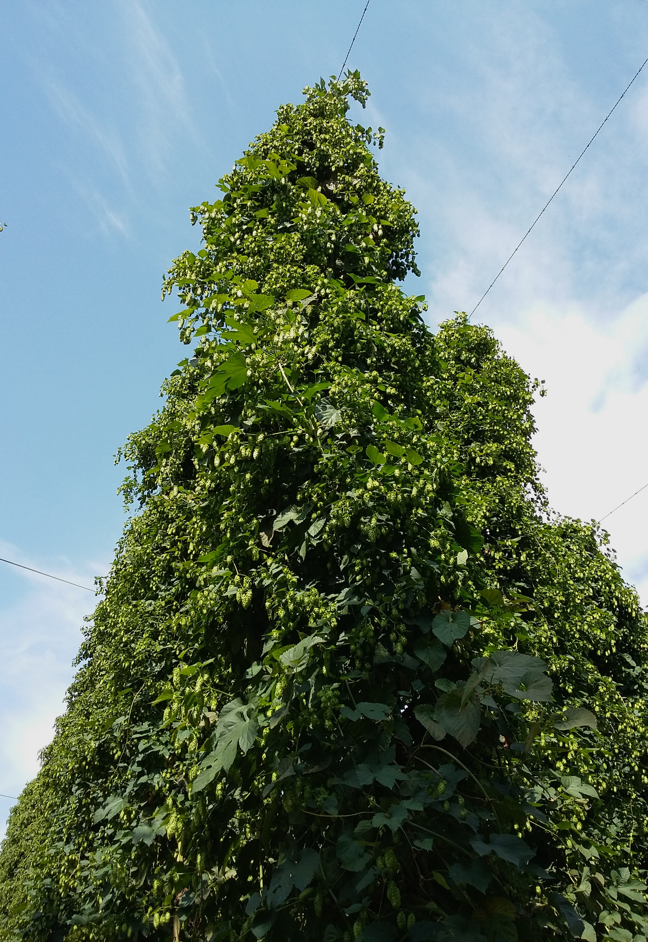 Alsace récolte houblon 2018 une liane de houblon de qualité bien fournie